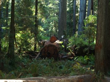 Redwoods