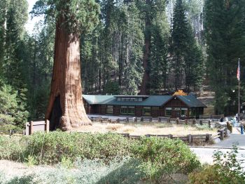 Sequoia